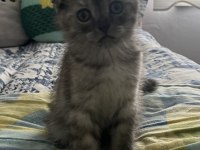 Yavru Scottish Fold Kedimiz Acil
