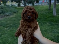 Teacup erkek-dişi poodle