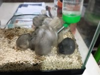 Gonzales hamster