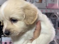2 Aylık Terrier
