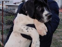 Great Dane Danua Yavrular