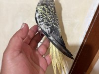 TAM 59 GÜNLÜK OYUN HAMURU SULTAN BEBEK