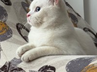 British longhair kedisi