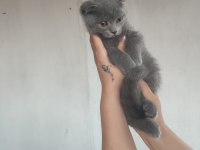 British shorthair yavrular uygun