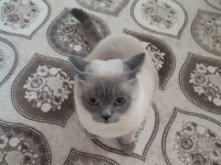 1 Yaşında british shorthair çiftleşme (eş aranıyor)