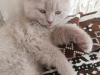 65 günlük yavru british longhair