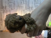 Teacup toy poodle yavrularımız