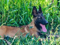 Belçika Malinois efsane yavrular