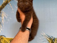 BRİTİSH SCOTTİSH KEDİSİ YAVRULAR