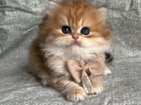 British Longhair Golden