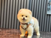 Sağlık Ve Irk Garantili Pomeranian