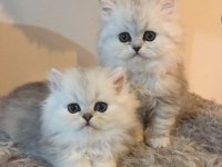 Safkan british longhair yavrularım