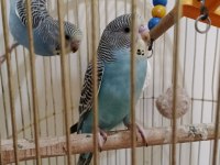 2 AYLIK YAVRU JUMBO KIRIĞI MUHABBET KUŞU