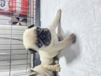 Yavru pug mops