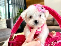 Tatlı mı tatlı korea Maltese terrier cep boy