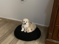 Elden Teslim Yavrum Kore Maltipoo