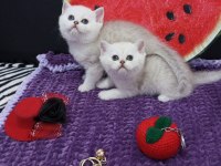 2 ve 3,5 aylık safkan Silver Shaded Catteryden Kediler