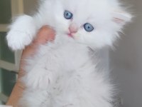 Tatlı bebeğim yeni ailesini arıyor chinchilla