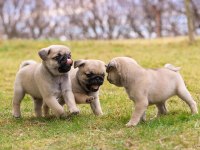 Safkan pug bebeklerim ev ortamı