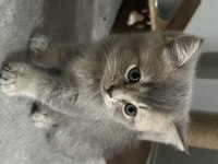 İki aylık british shorthair kedisi
