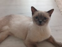 Safkan British Shorthair