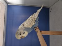 Jumbo Muhabbet Kuşu Yavrular