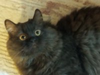 Nadir bulunan kedi türü chocolate british longhair