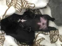 French Bulldog 3 Aylık Blue Gen