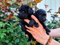 SİYAH TOY POODLE YAVRULARIMIZ