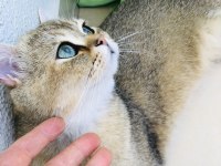 Yakışıklı british shorthair oğlumu ücretli sahiplendireceğim