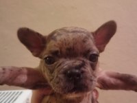 1 dişi ve 1 erkek french bulldog yavru