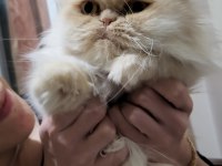 BAYRAM ŞEKERİ İRAN KEDİSİ