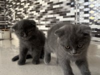 Scottish fold kediler