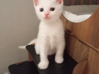 Yavru scottish fold kedilerimiz
