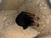 Rottweiler yavru 3 aylık