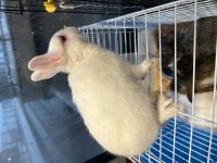 Cüce tavşan hollanda lop