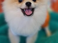 Şecereli Teacup Pomeranian Yavrularımız