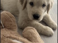 Golden Retriever Köpeği
