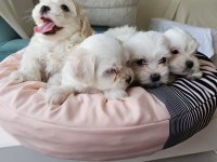 0 numara maltese terrier yavrularımız