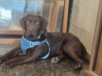 Sherlock çikolata labrador