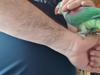 MÜKEMMEL GÜZELLİKTE BİR ALEX PAPAGANIMIZ