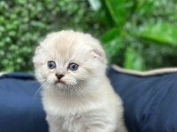 Scottish Fold Sevimli Yavru
