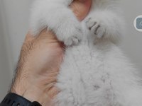 British shorthair kedisi