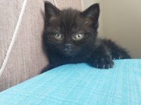 Kedi Sahiplendirme british shorthair