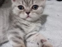 British shorthair kızımıza yuva arıyoruz