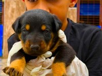 Doberman yavrularımız