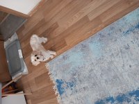 Sevgi dolu maltipoo prenses