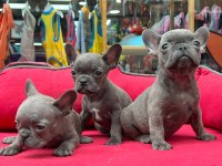 A KALİTE FRENCH BULLDOG YAVRULAR 3 ADET ERKEK