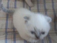 Yavru british shorthair mama yiyorlar tuvalet eğitimi var