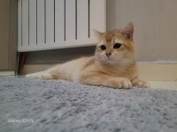 Ny12 Golden 9 Aylık British Shorthair